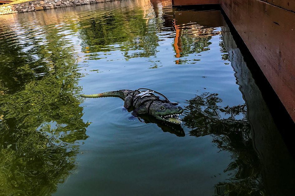 Later, 'gator